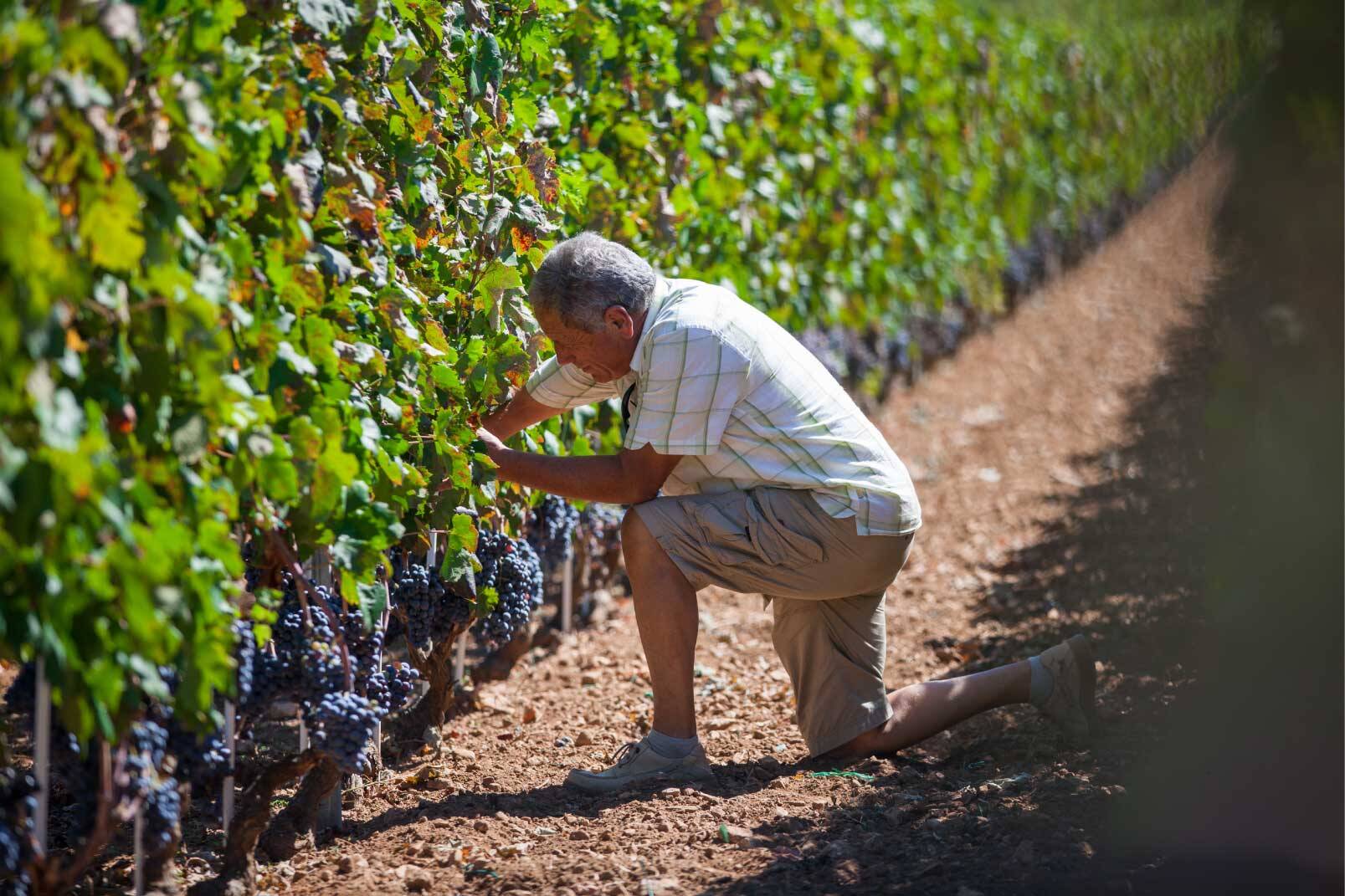 Picking grapes in the vineyard